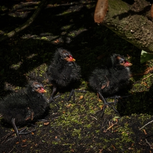 Redwell   26 05 2020   D500   Les 245.jpg